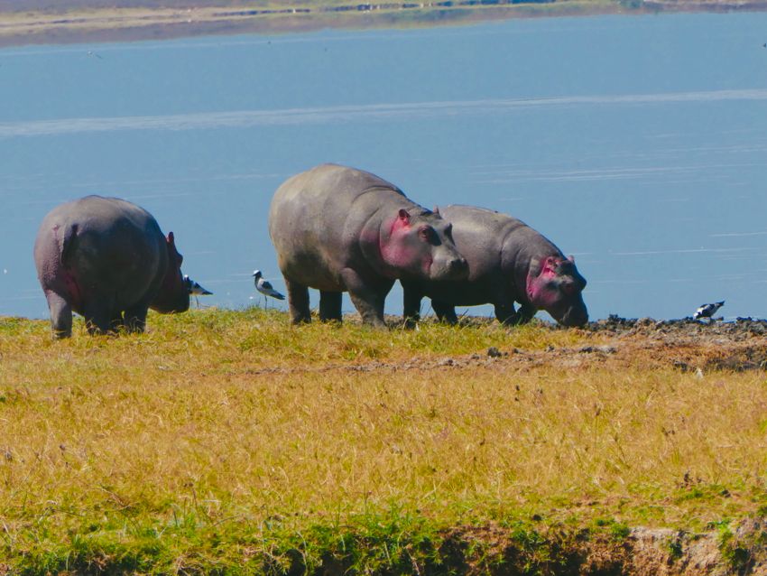 ngorongoro crater