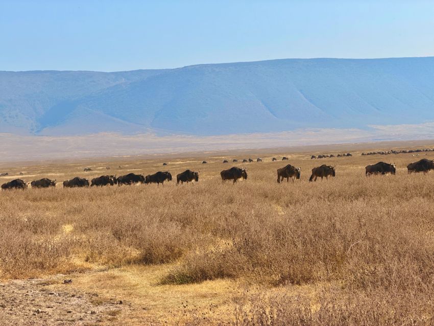 ngorongoro crater