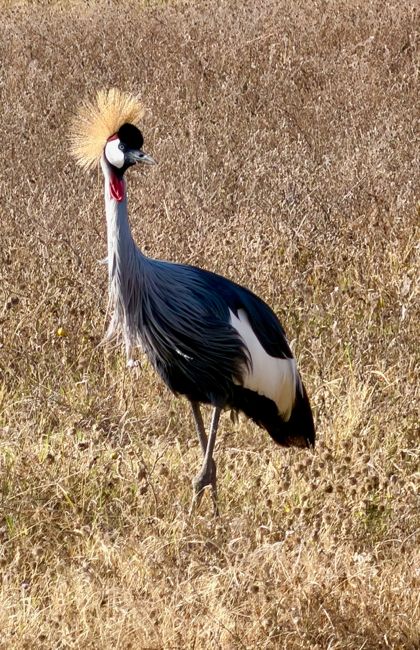 ngorongoro crater