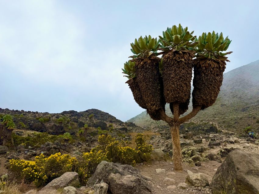 kilimanjaro climb - lemosho route