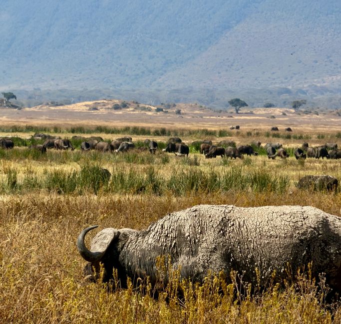 ngorongoro crater