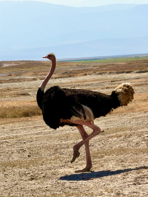 ngorongoro crater