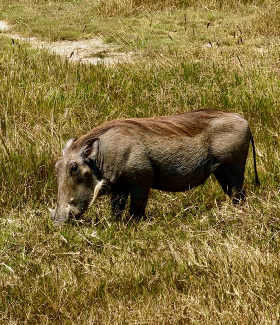 ngorongoro crater