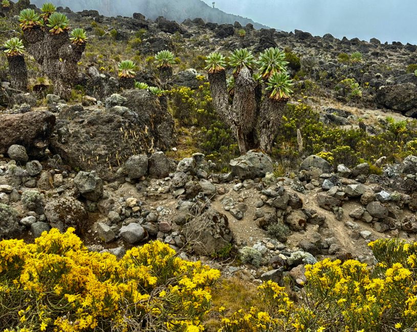 kilimanjaro climb - lemosho route