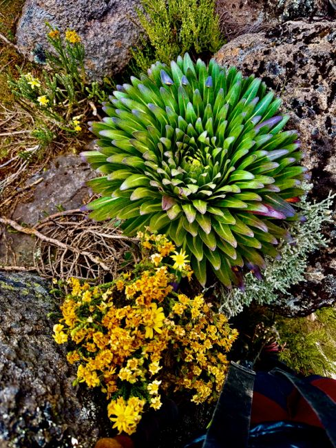 kilimanjaro climb - lemosho route