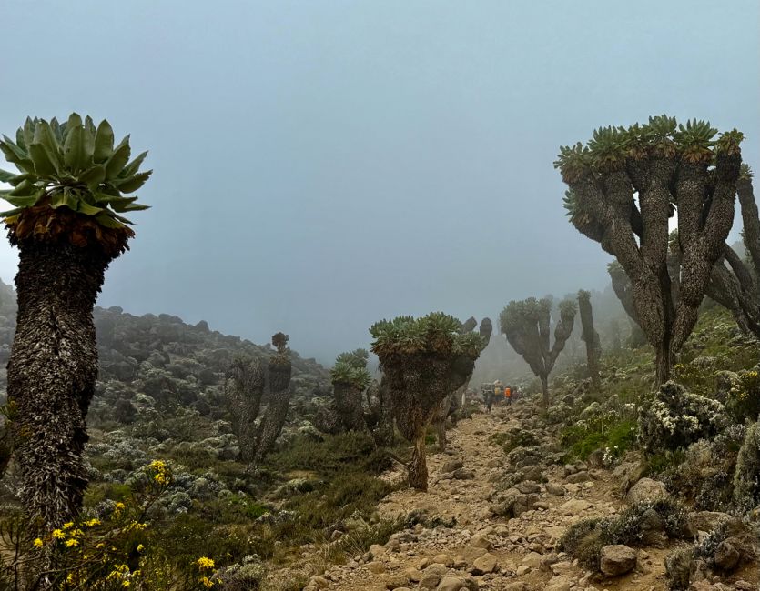kilimanjaro climb - lemosho route