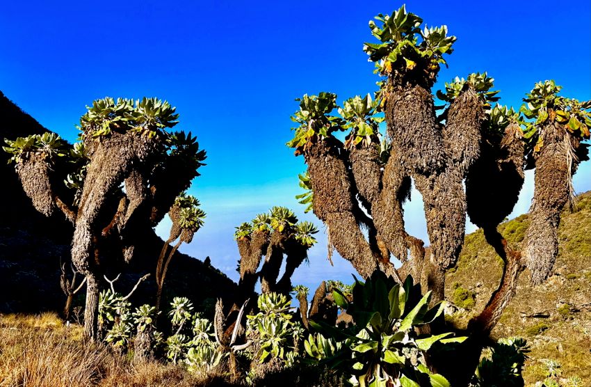 kilimanjaro climb - lemosho route