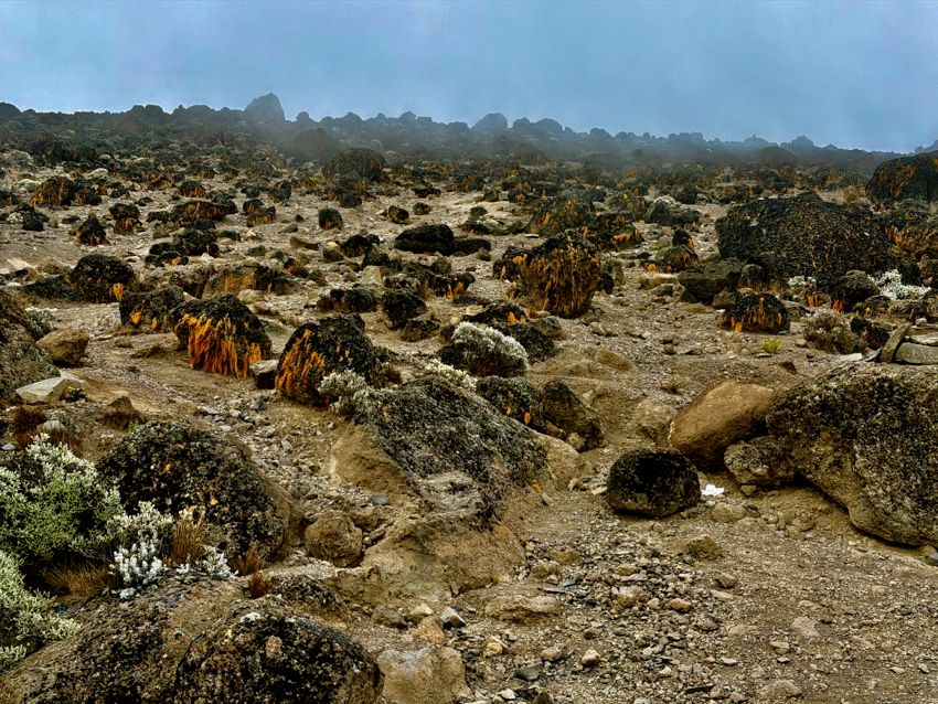 kilimanjaro climb - lemosho route