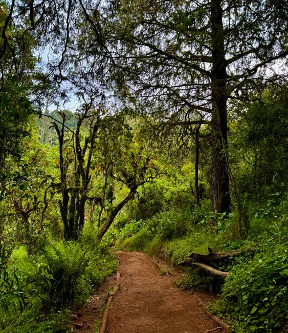 kilimanjaro climb - lemosho route