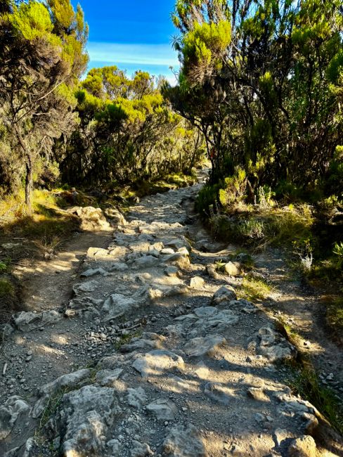kilimanjaro climb - lemosho route