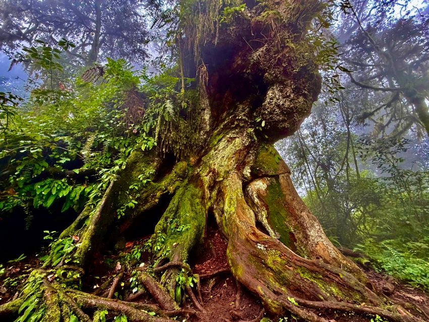 kilimanjaro climb - lemosho route