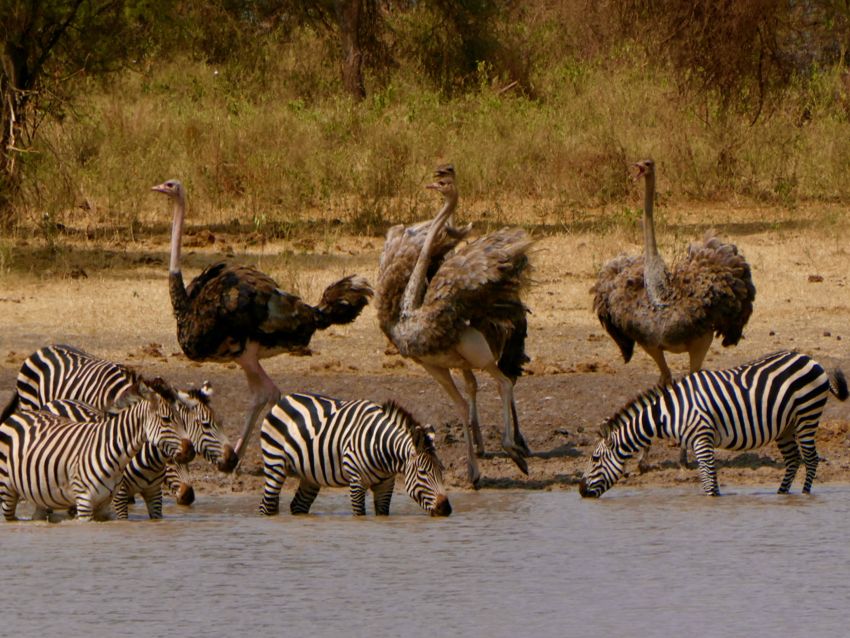 tarangire national park