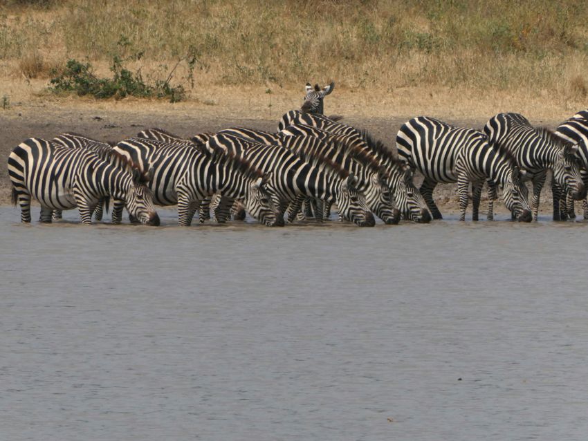 tarangire national park
