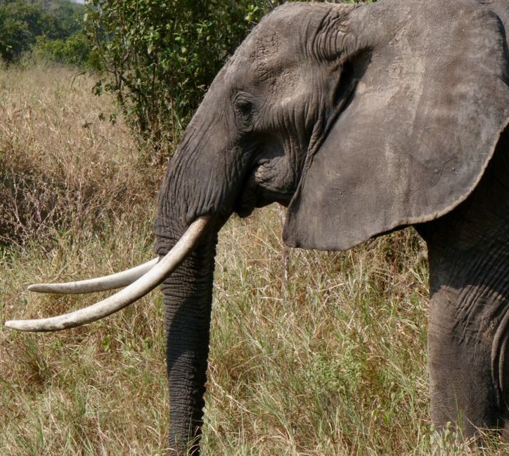 tarangire national park