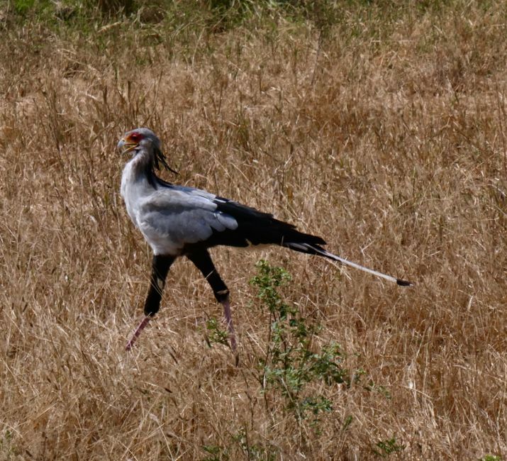 tarangire national park