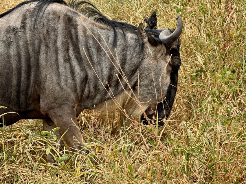 tarangire national park