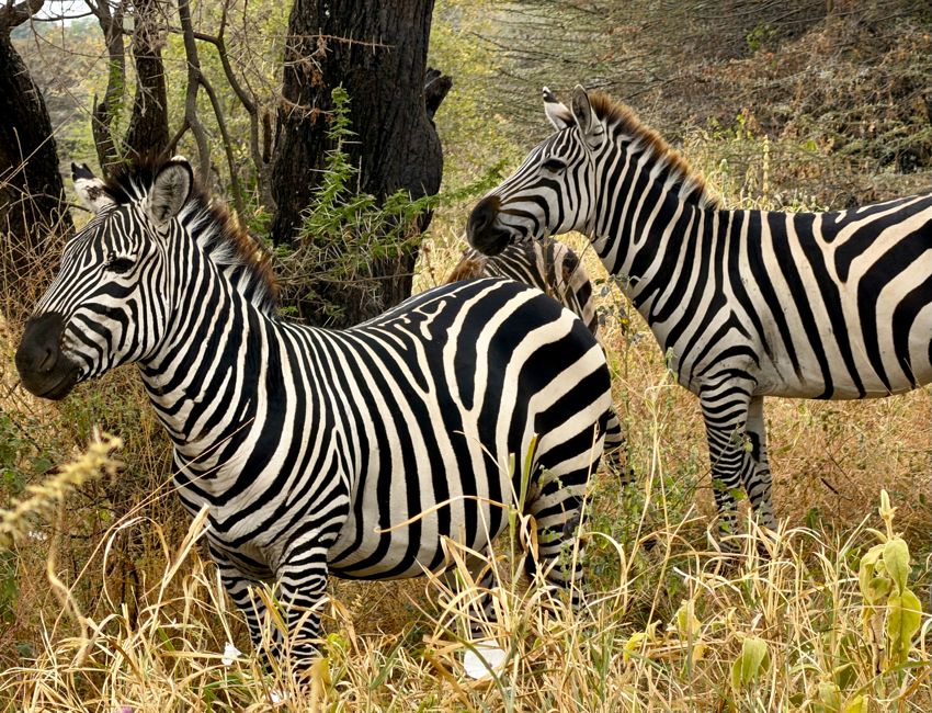 tarangire national park