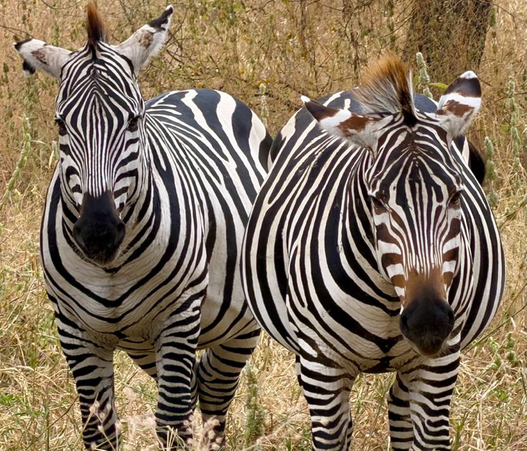 tarangire national park