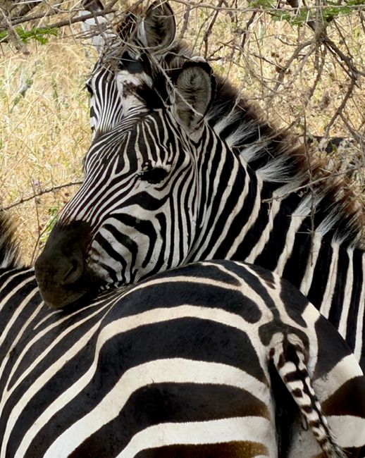 tarangire national park