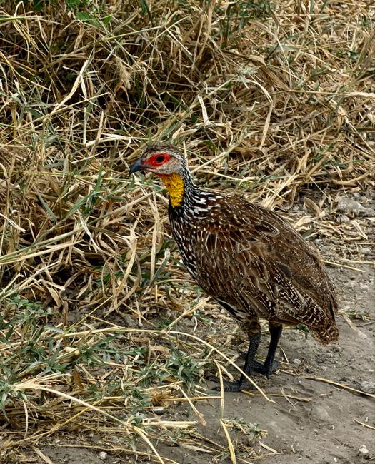 tarangire national park