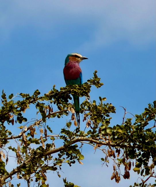 tarangire national park