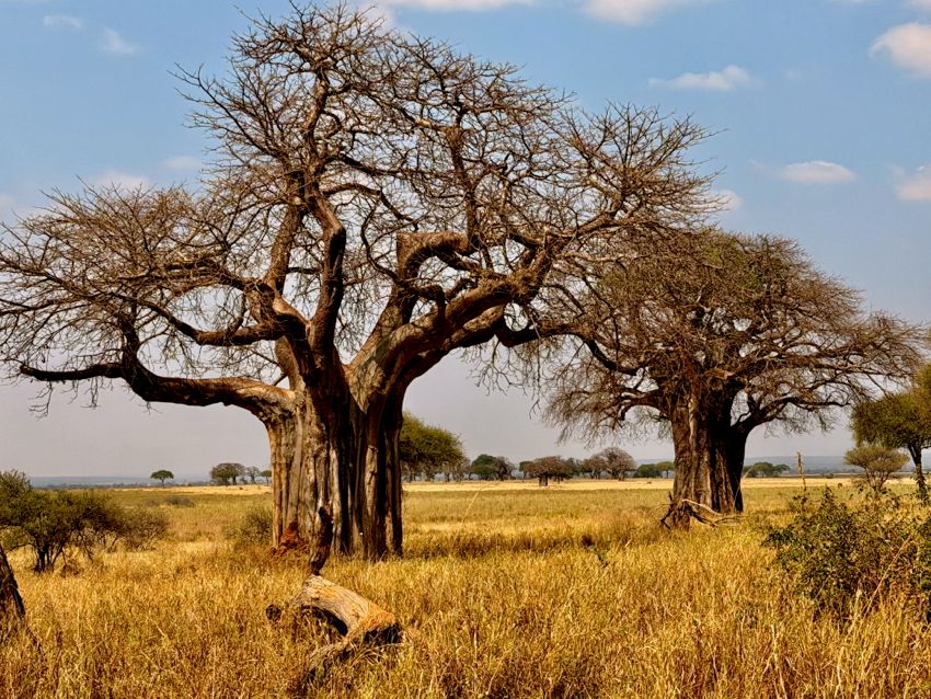tarangire national park