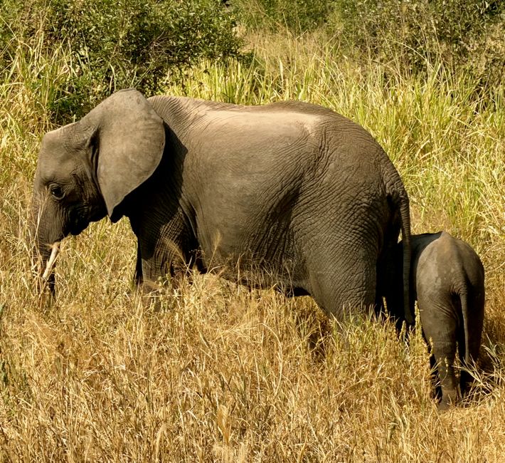 tarangire national park