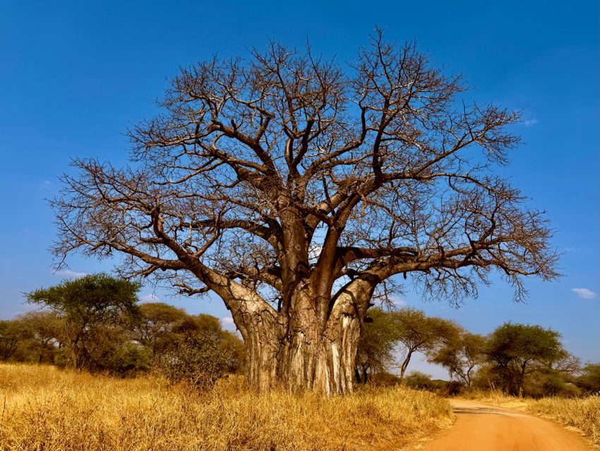 tarangire national park