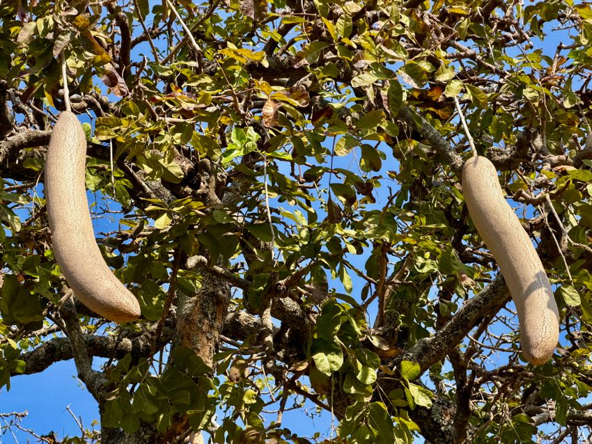 tarangire national park