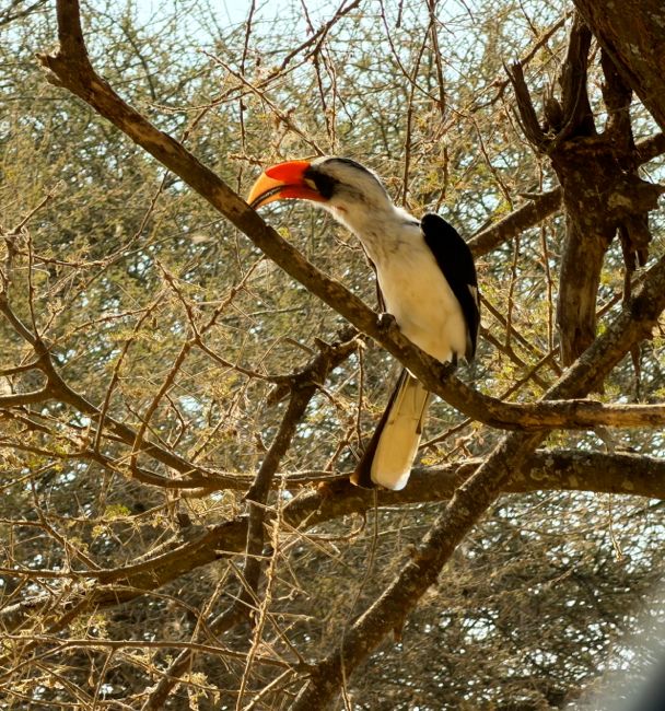 tarangire national park