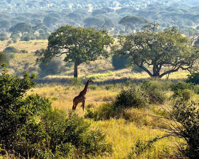 tarangire national park