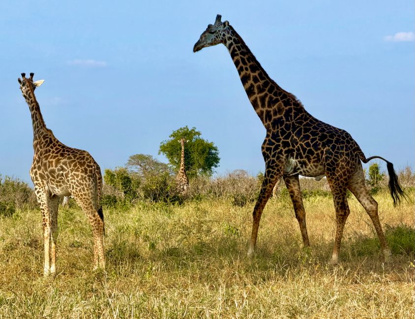 tarangire national park