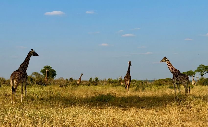 tarangire national park