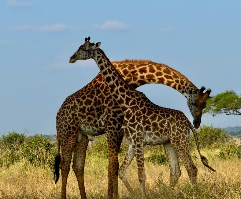 tarangire national park