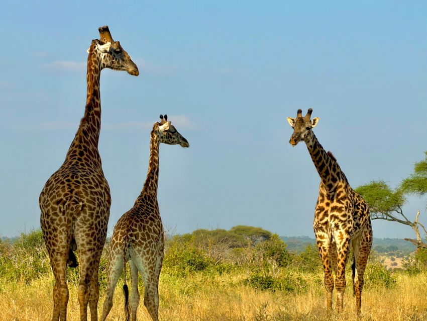 tarangire national park