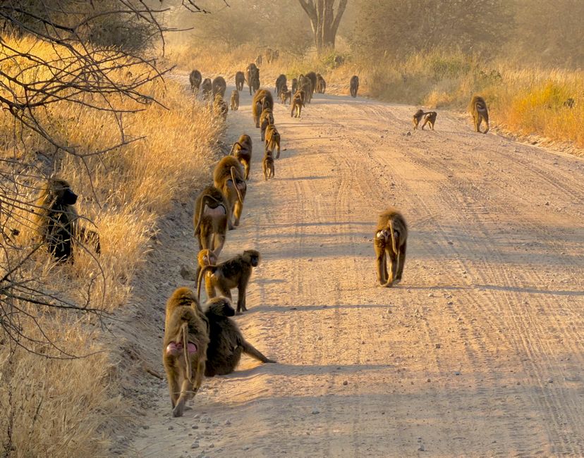 tarangire national park