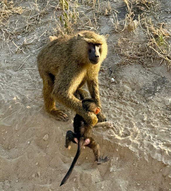 tarangire national park