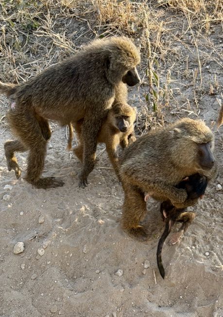 tarangire national park