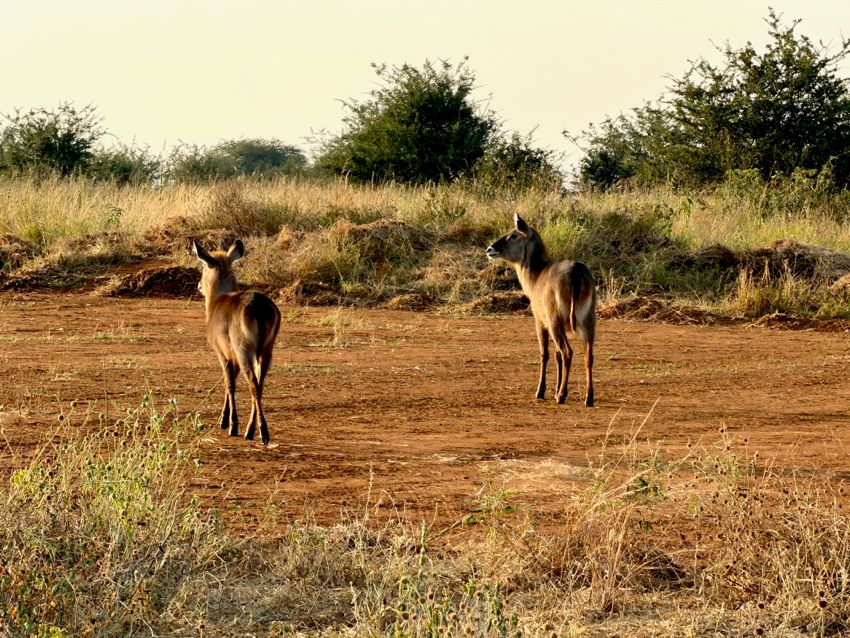 tarangire national park