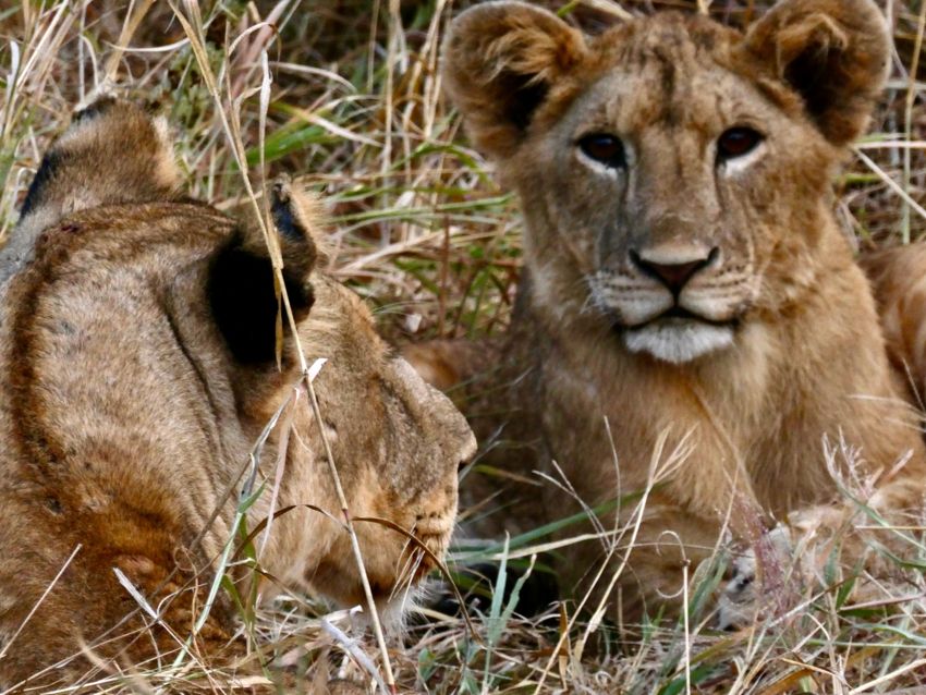 tarangire national park