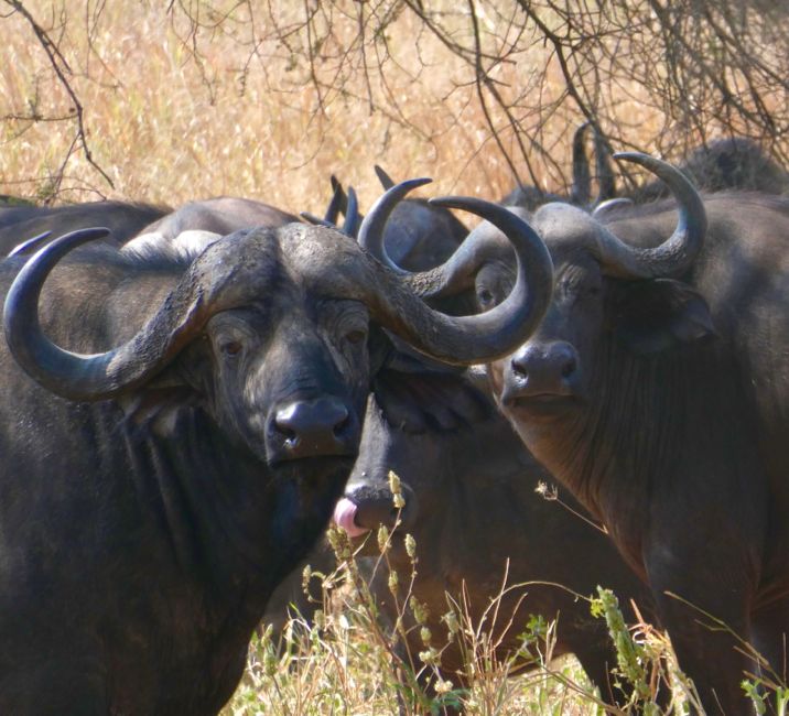 tarangire national park