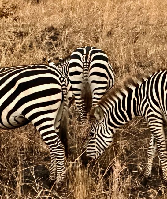 tarangire national park