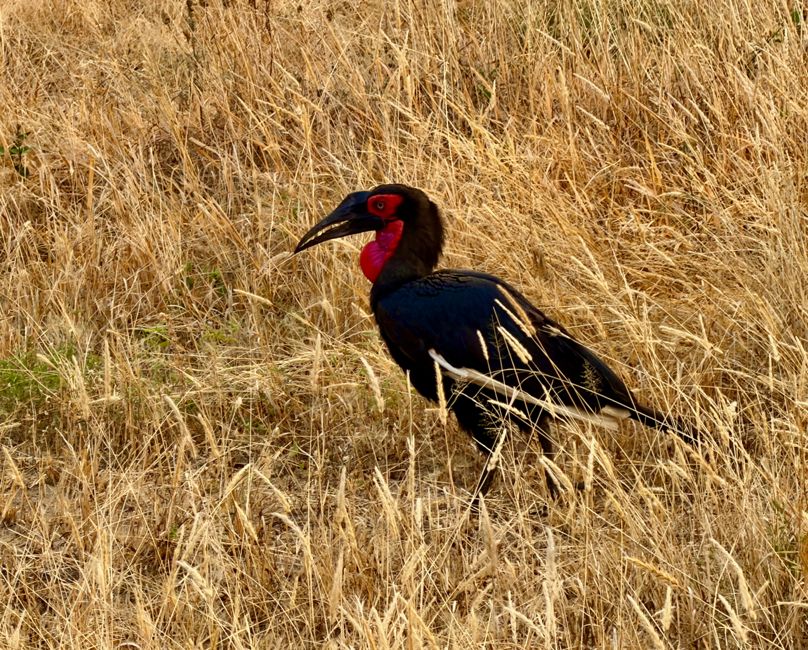 tarangire national park