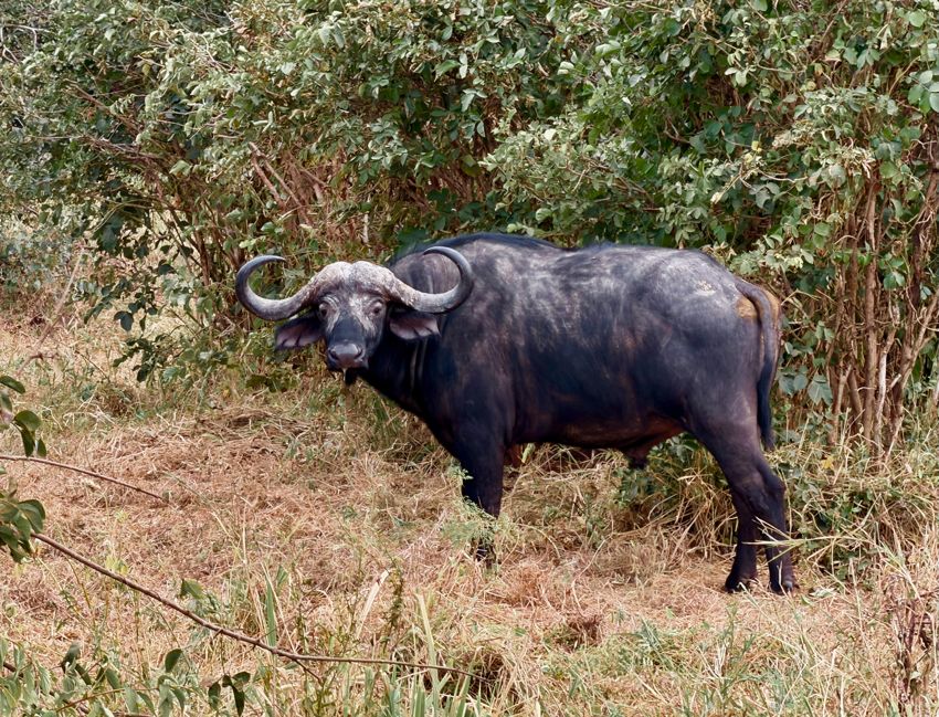 tarangire national park