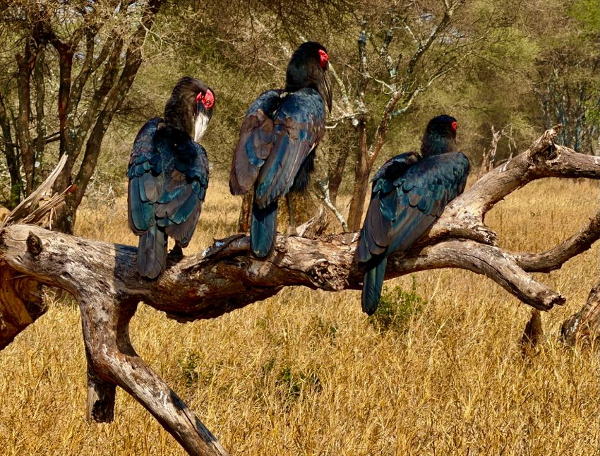 tarangire national park