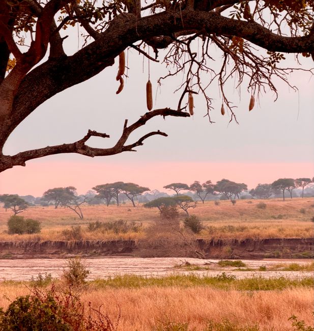 tarangire national park