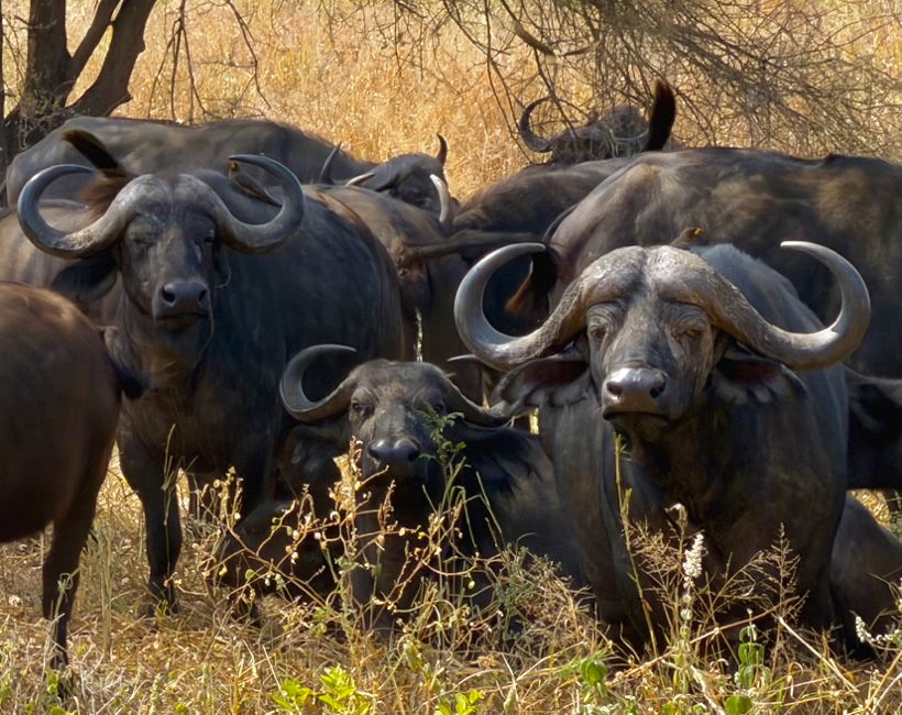 tarangire national park