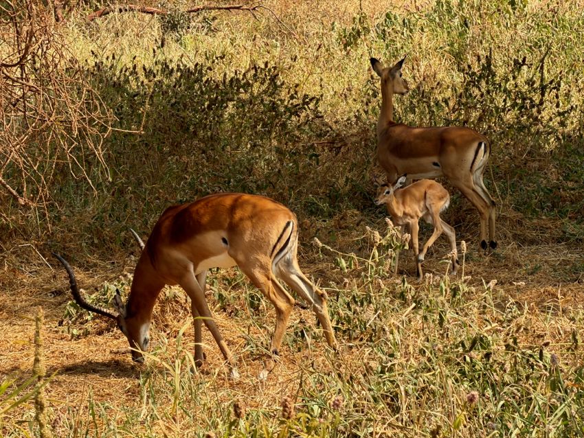 tarangire national park