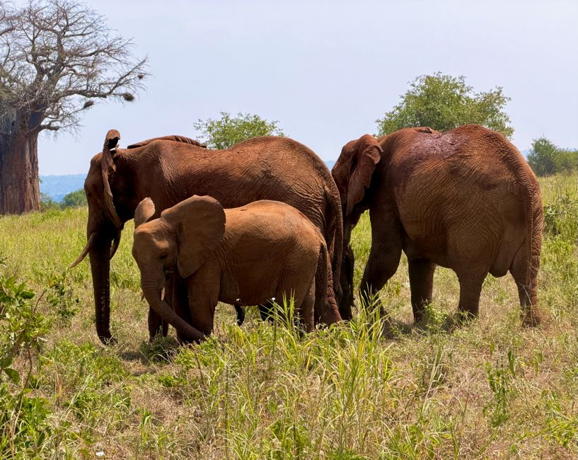 tarangire national park