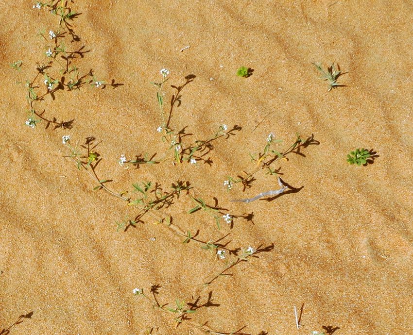 along the abu dhabi - al ain road (2014